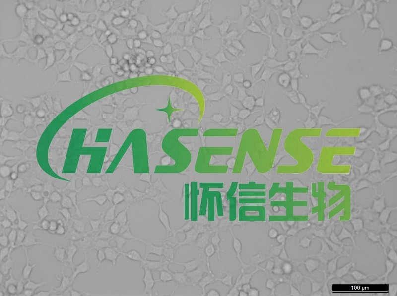 293(HEK-293)-人胚肾细胞