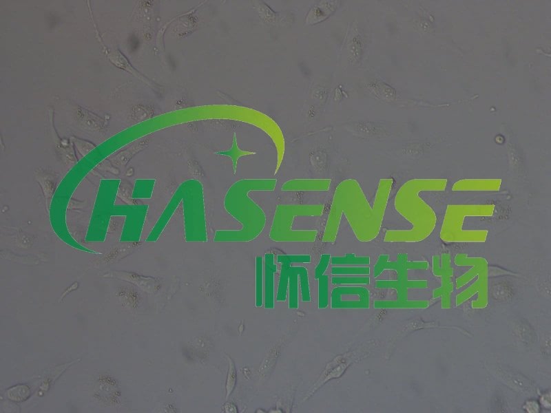 786-O -人肾透明细胞癌细胞