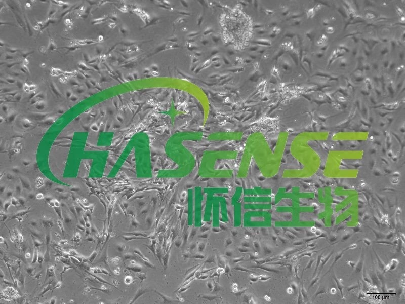 小鼠支气管上皮细胞