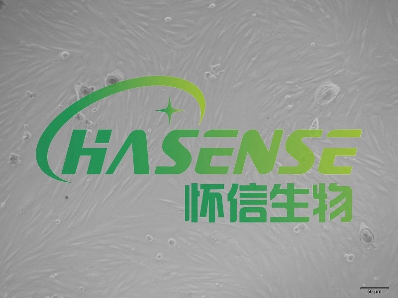 大鼠肺成纤维细胞