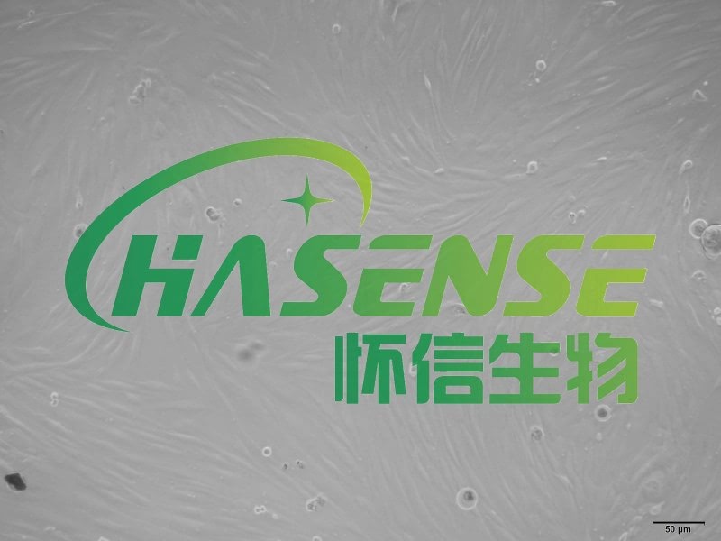 小鼠支气管成纤维细胞