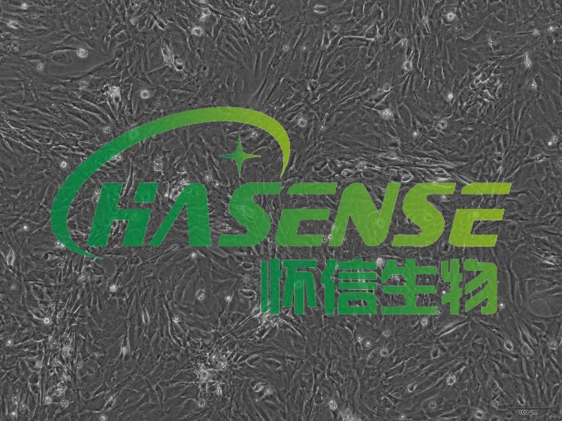 大鼠气管平滑肌细胞