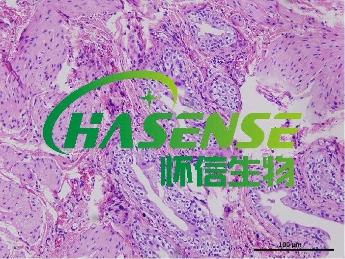 HE染色服务