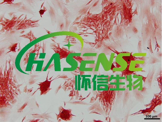 番红O染色