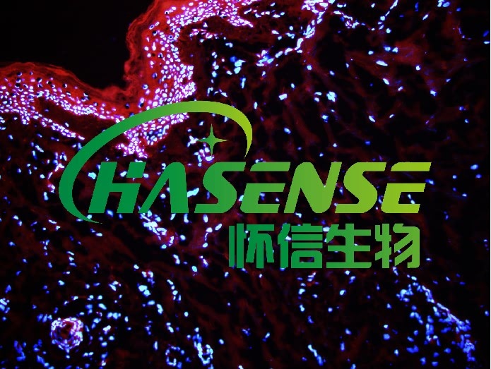 原位杂交