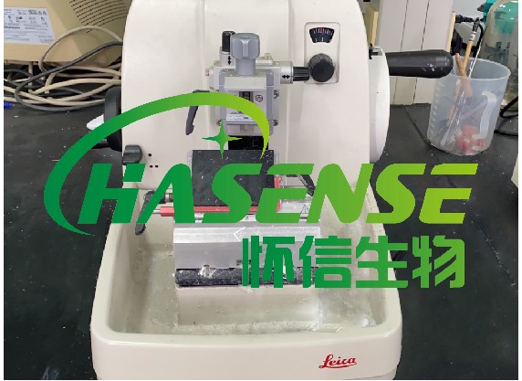 石蜡切片