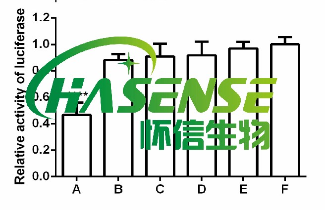 荧光素酶报告基因检测