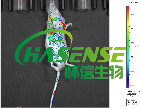 小动物活体成像
