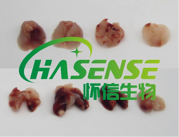 肺转移肿瘤模型