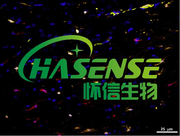 脊髓损伤模型