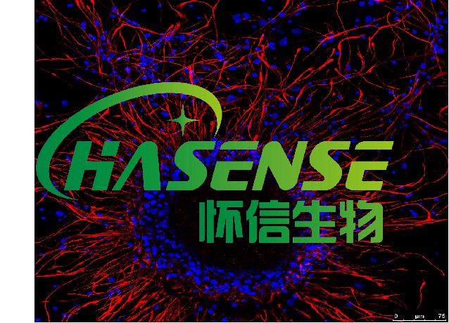 神经干细胞诱导