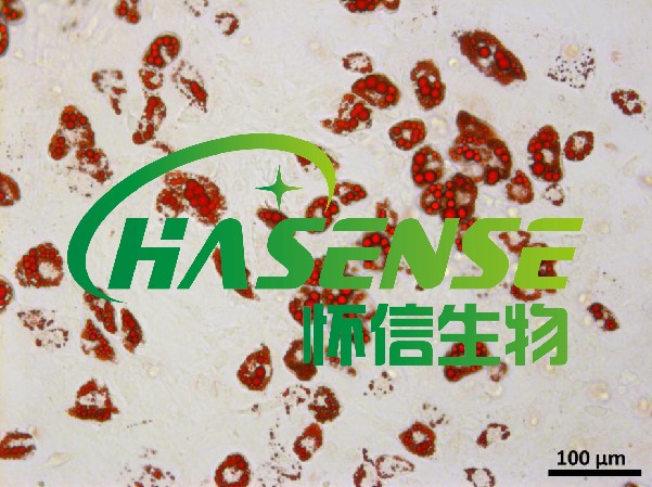 油红O染色