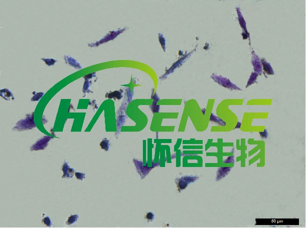 甲苯胺蓝染色
