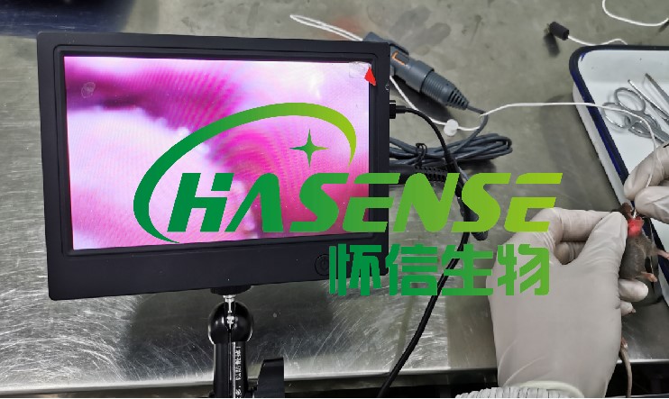 肺纤维化模型