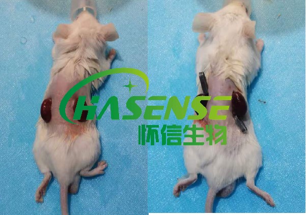 肾缺血再灌注模型
